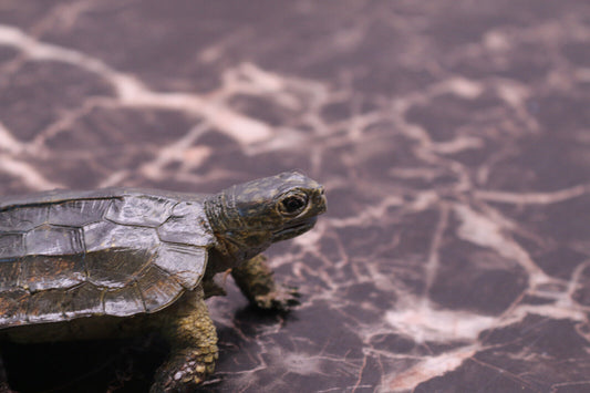 Vintage Aaa Notched Turtle Figure Toy Realistic Sea Animal Figurine