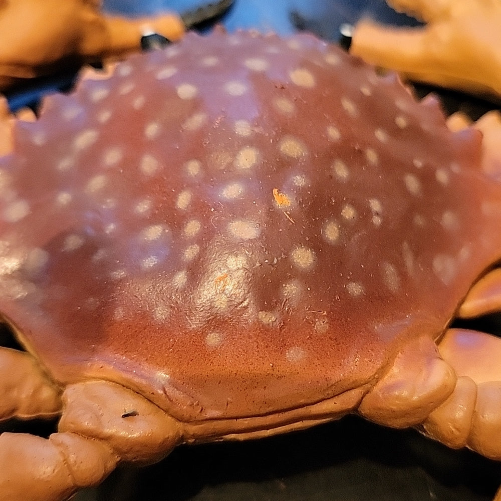 Vintage Sand Crab Pvc Figure 4.5” Realistic Lifelike Sea Marine Animal Nature