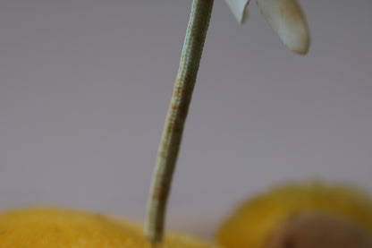 Vintage 1984 Hasbro Softies Wuzzles Yellow Butter Bear Wings Plush Stuffed