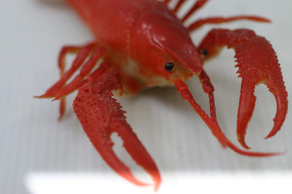 Realistic Red Crawfish Figurine toy figure animal seafood sea life